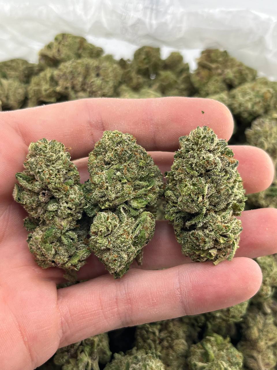 Purple Zushi (Dep)