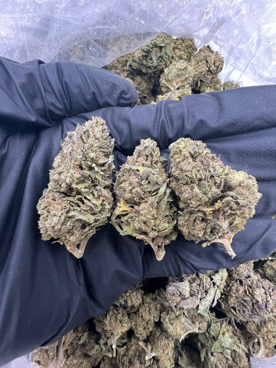 Grandi Guava (Lows)