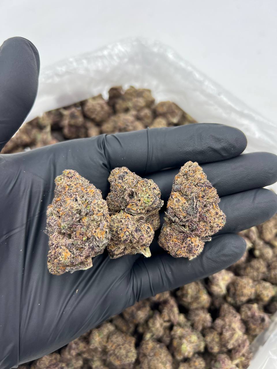 P85 (Indoor)