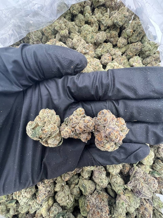 Lemon Cherry Gelato (Indoor)